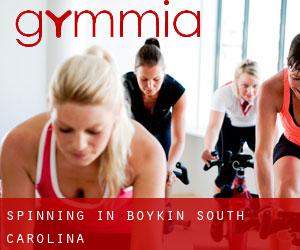 Spinning in Boykin (South Carolina)